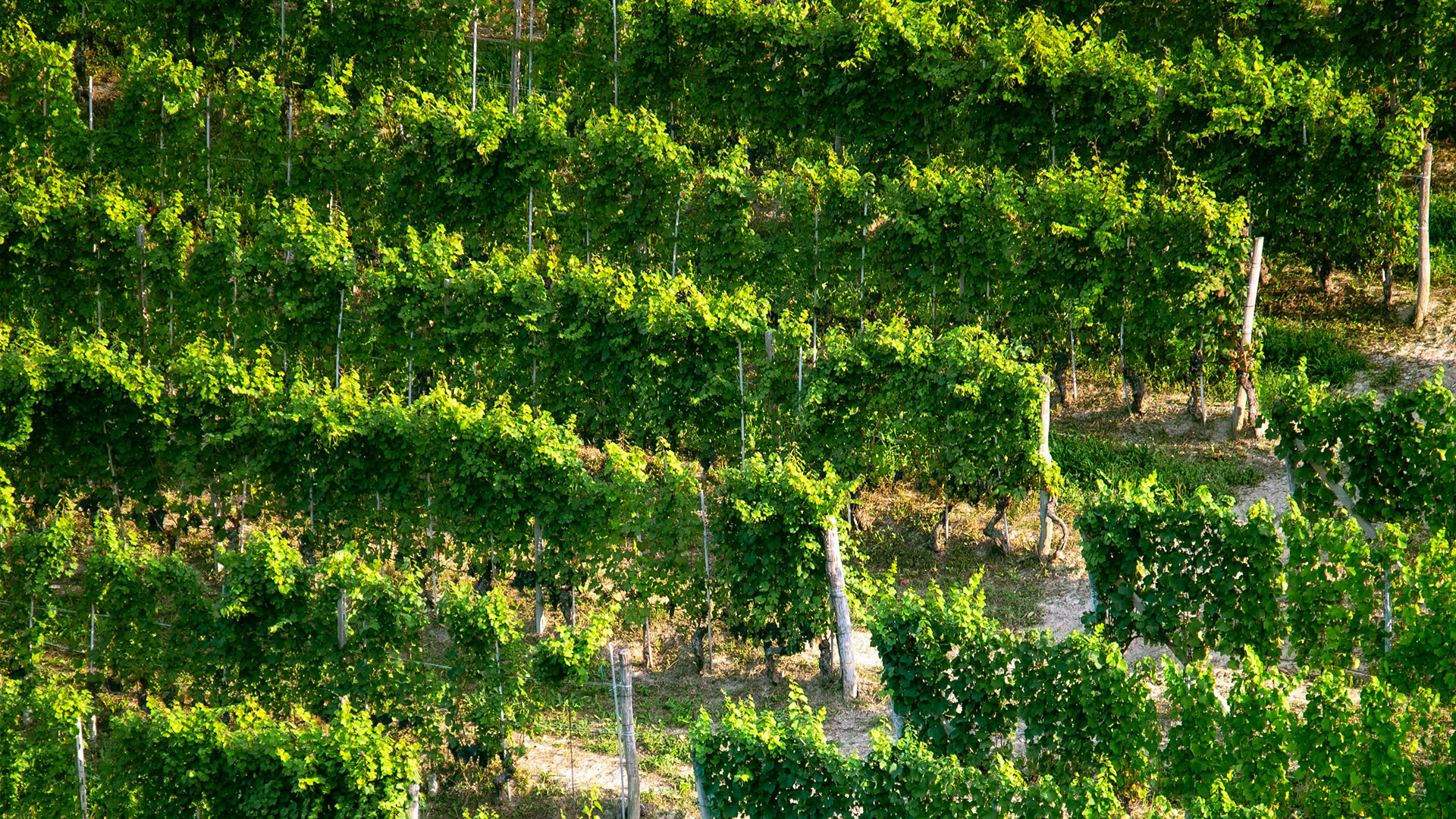 dalla_vigna_a_Euro_Leaf_immagine-3
